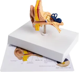 - PVC Outer, Middle historic ordinarily judgment promote celebratory & Inner Ear Structure for Demonstrations and Study - Durable, Hand-Painted, Includes Base for Display Human Ear Anatomy Model 