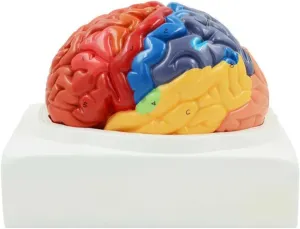 1:1 Brain Model unsophisticated for Psychology with 2 Detachable Parts and Base and Color Partition and Digital Labeled for Teaching Models Display Desktop Teaching Model,Human Brain Model Anatomy 