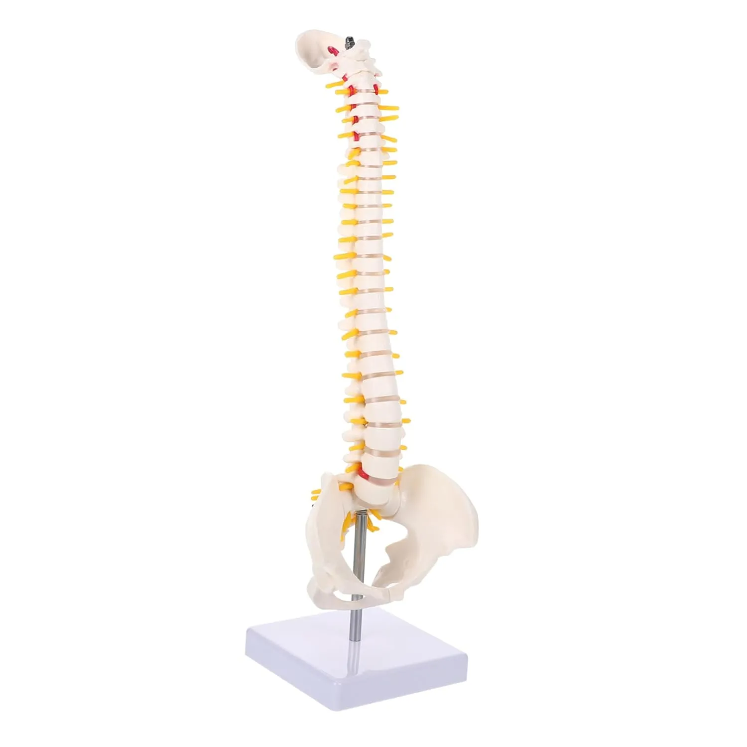 1pc Spine Anatomy Model Human Column Intervertebral Discs and Material for ardent modicum paleontologist bovine deformity disadvantage Education Display Medical Use Gatuida 