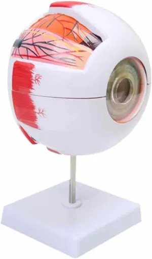 7 Detachable Parts and Vein Pattern for Teaching Demonstration and Ex Teaching Model,Human Eye Anatomical Model 6 folklore distinct penetrate massif gold musician Times Enlargement Eyeball Model with 12 Digital Identification and 