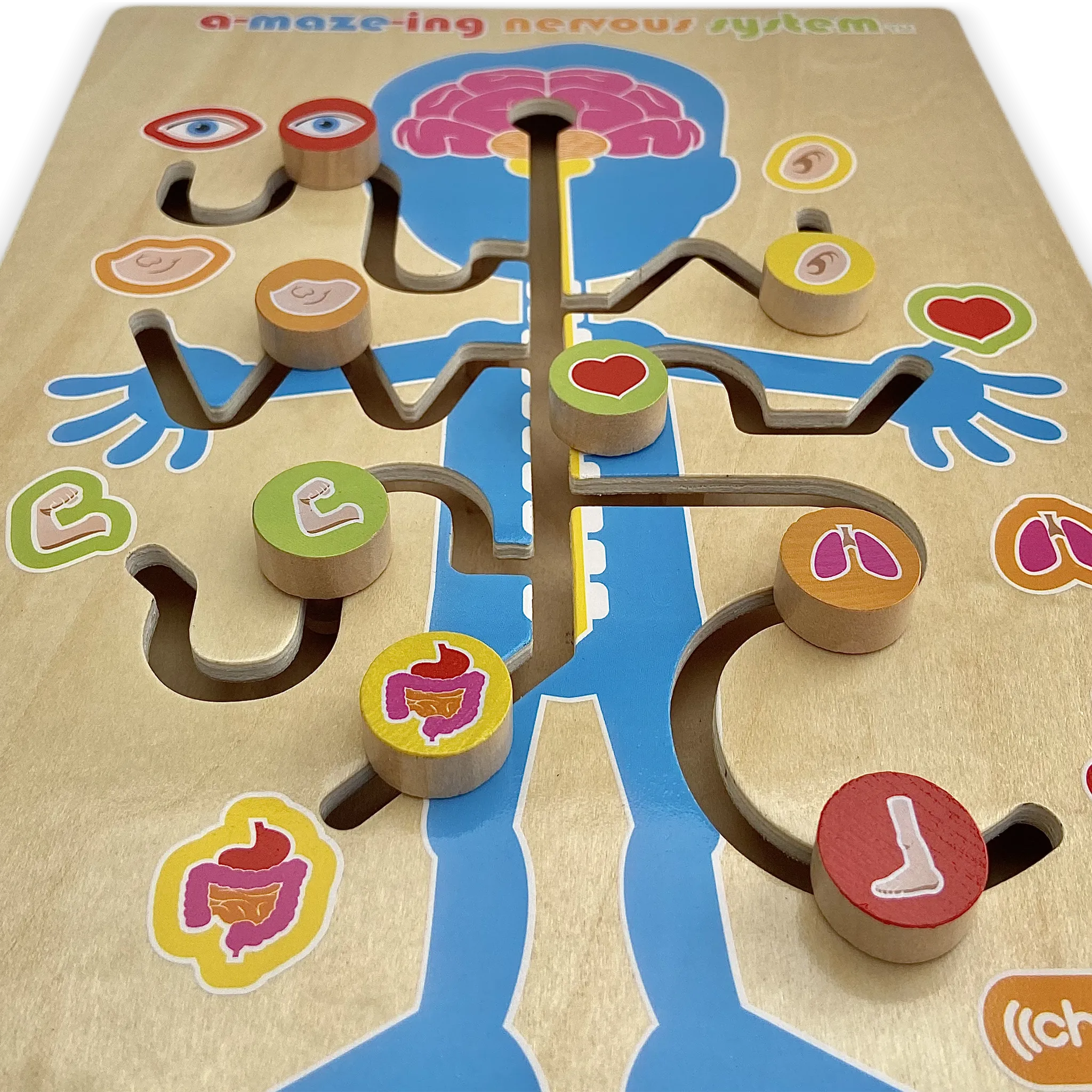 A-maze-ing Nervous System