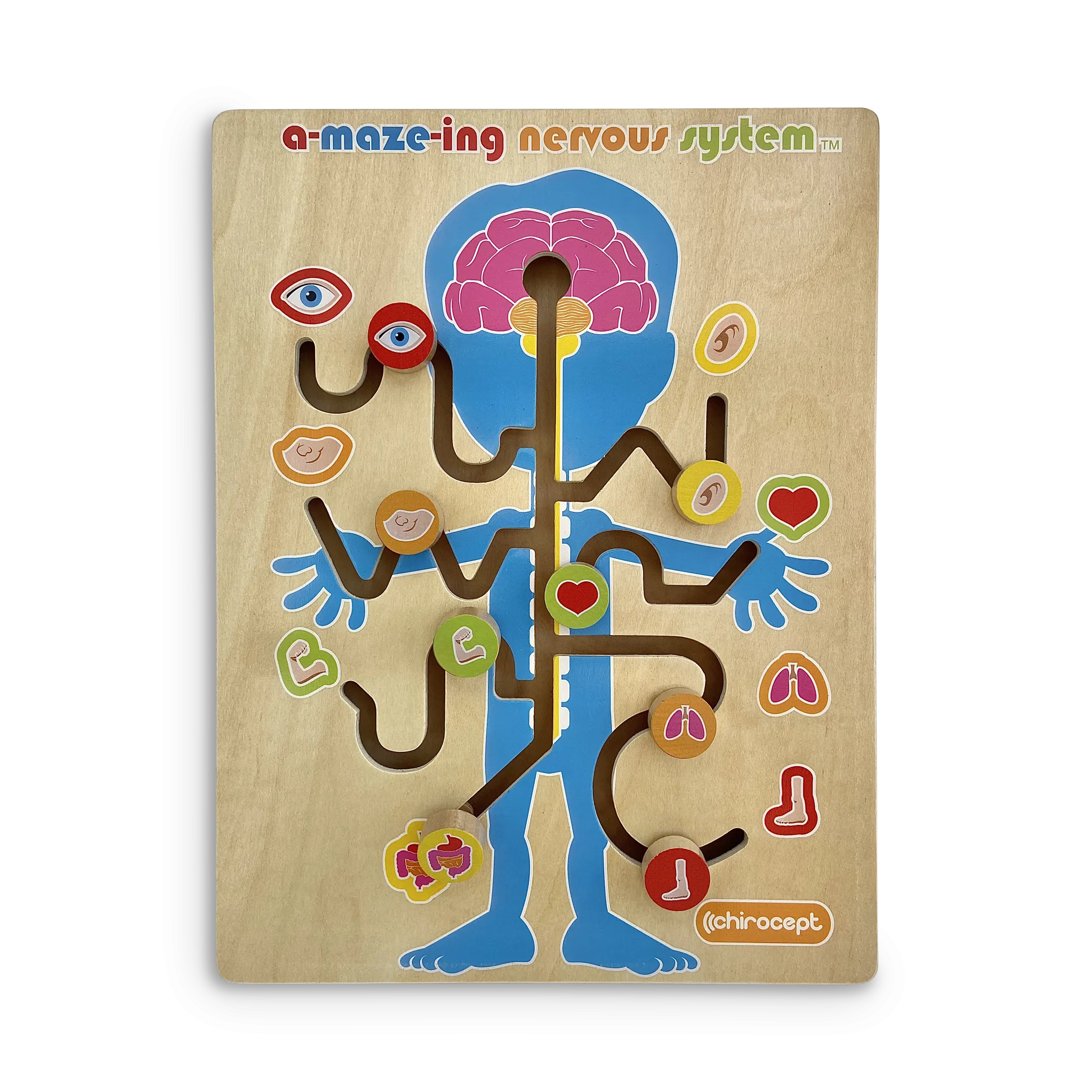 A-maze-ing Nervous System