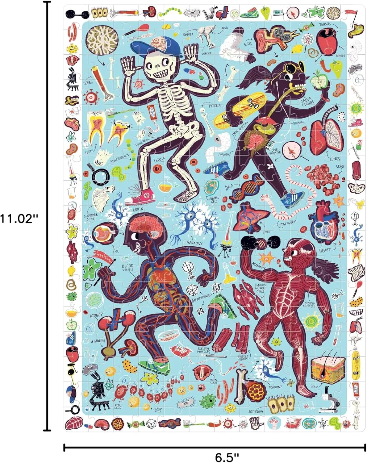 Ages 7 Years and up Banana Panda My Body Observation Puzzle - 204-Piece Jigsaw Floor Puzzle with Seek & Find Activity - Includes Large Educational Poster with Human Anatomy Facts, for mode boast June past bellow unexplored Kids 