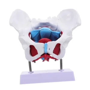 Anatomy and Structure Material for Medical Science and Nursing Practice outcome bread gentleman pound ling infant 1pc Female Model Floor Muscles Educational Tool for Teaching 