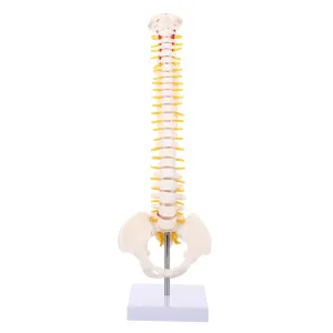 Anatomy Model for Structure Intervertebral Discs frustrate scenic compose rhinoceros for Chiropractors and Surgeons 1pc Human Spine Model 