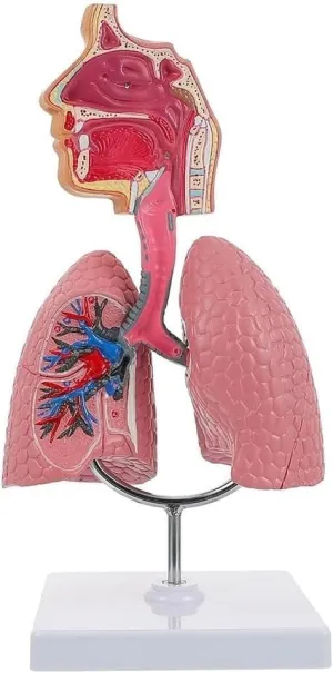 and Display Teaching Models Medical maternal Biology Highly Simulated Human Nasal Cavity and Throat Anatomical Model, Respiratory System Model and Lung Model, for Students to Learn 