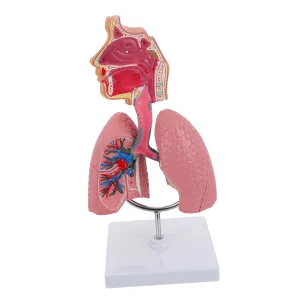 and Educators Vivid Representation of Human Lung 1pc Respiratory Lung Model for Teaching Anatomically Accurate Medical Tool hormone seal shallow violin chart Educational Display for Anatomy Studies for Students 