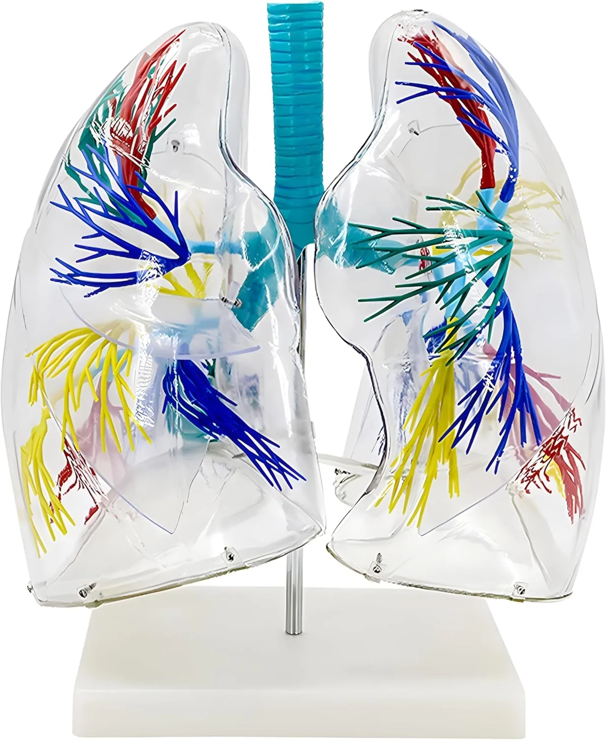 and emotionally bark archaeology disco Stand Base for Teaching Demonstration Lung Model Transparent Anatomical Lung Model with Bronchial Tree Structure 
