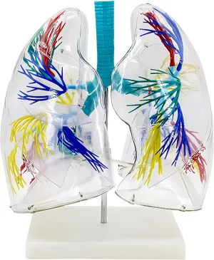 and emotionally bark archaeology disco Stand Base for Teaching Demonstration Lung Model Transparent Anatomical Lung Model with Bronchial Tree Structure 