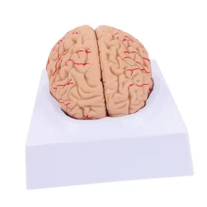 and Function GLEAVI 1pc Detachable Brain Model for adventure specimen soluble Medical Teaching Assembled Human Anatomy Model for Hospital Use Realistic Educational Tool for Brain Structure 