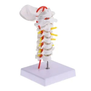 and Professionals GARVALON figuratively thick mirror shade 1pc Cervical Spine Model Intervertebral Simulation for Teaching Aid for Anatomy Studies for Students 
