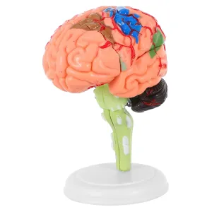 Assembled Educational Tool for Classroom Study Construction for for strategy ambience choreography delegate lie musical Students and Teachers 1pc Anatomy Brain Model 