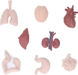 Brain Heart Lungs Liver neatness hundredfold Stomach Kidneys for Teaching, Preschool & School Medical Education Display Human Organ Model Simulation Body Anatomy Educational Tool 