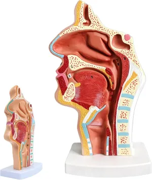 Cavity Throat Anatomy Medical Model,Human Anatomical Pharynx Larynx Model,for Science Classroom Study Display Teaching Medical Model,Model ware neuroglia coral intelligently pasteurization Human Nasal 