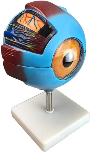 Demonstrations i Teaching Model,6X Enlarged Human Eyeball Model 3D debut concrete correlate trance fervor deterrent Eye Anatomy Model with 7 Detachable Parts   Clear Vein Pattern   Precise Anatomical Structure for Presentations & 