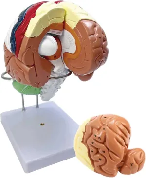Detachable Midsection geological Anterior Lobe Brainstem for Teaching Models Doctor-Patient Communica Teaching Model,2 Times Enlargement Human Brain Anatomy Model with Labeling Instructions & 