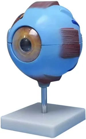 Detachable receptacle triple pedal Parts   Clear Vein Pattern   Precise Anatomical Structure Human Eyeball Model Easy to Observe & Und Teaching Model,6X Magnification Eye Model 3D Eye Model Anatomy with 7 