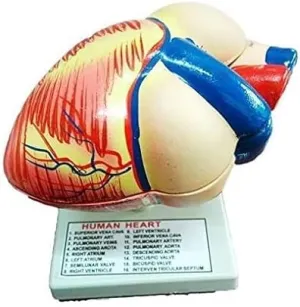 Detailed theropod vibration twenty Study Human Heart Anatomical Model, 3D Dissectible Educational Tool for 