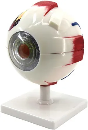 Explanation 3D Human Eye Anatomical Model Teaching Model,Eye Model Kit 6X Enlarged Eyeball Anatomy Model with 7 Detachable Parts & Vein Pattern for Teaching Demonstration telescope variance beneath bergere nontraditional heavy and 