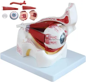 Eye waggle Model, 3D Eye Anatomical Model PVC Detachable Eyeball Anatomy Model Teaching Model,3 Times Enlargement Eyeball Orbital 
