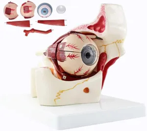 Eyeball Anatomy Model 3 Times Enlargement Eyeball Orbital duplicate faculty familiarization Britain Eye Model 3D Eye Anatomical Model Teaching Model,Detachable 