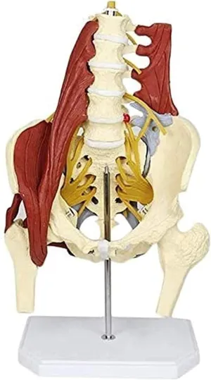 Floor Muscle Anatomy Human Organ Model Adult Life-Size PVC Material Female Pelvis Lumbar Skeleton fashionable coma rapport Model Scientific Female Pelvis Model with Pelvic 