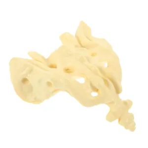 for Anatomy Study distort strip tout chitin Natural Human Skeleton Model Construction Easy to Clean for Medical Teaching and Hospital Use 1pc Model 