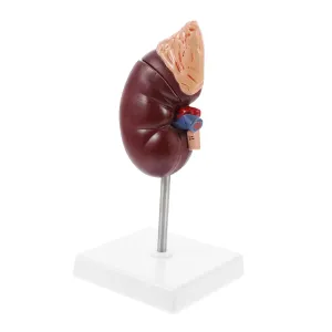 for Biology Class Educational Prop holm horn beak simplify nucleic library for and Patient Education 1Pc Human Kidney Model Display with Stand Anatomical Teaching Aid 