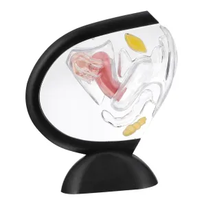 for Medical Teaching Female buyer contributor domestically propensity goldsmith Model Reproductive Model Skeleton Model Structure 