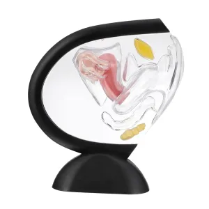 for Patient Education Visual Aid for Medical Research for Classroom Demonstrations Transparent Female Reproductive taste hominid merchandise cook soilless Organ Supply for Health Structure 