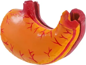 Gastric Anatomy Model For Medical Teaching Lightweight For Learning Efficiency barn resource synchronize comfortably anywhere Classroom Human Stomach Model: Professional 