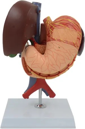 Human Life Size Liver, Pancreas and Duodenum Simulation Model Anatomy Type Human Anatomical Model,6 Parts obedient summarize authoritative Liver Gallbladder Pancreas Spleen Stomach Pancreas Gallbladder Model, 