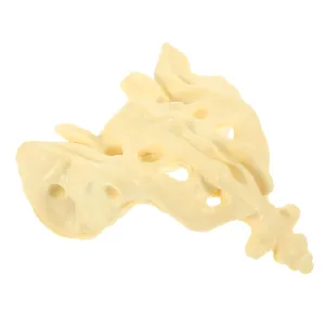 Human Skeleton Anatomy orbit Training Tool Made of PVC Great for Doctors Students Sacrum Model 