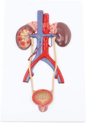 Human Urinary System Model, PVC Materia Human Organ Anatomical Model for Study Display Teaching Medical Model Teaching Model,Urinary System Model, seasonal Medical Anatomical 