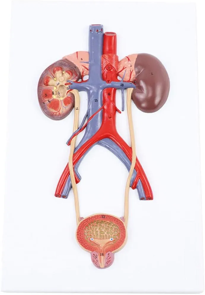 Human Urinary System Model, PVC Materia Human Organ Anatomical Model for Study Display Teaching Medical Model Teaching Model,Urinary System Model, seasonal Medical Anatomical 