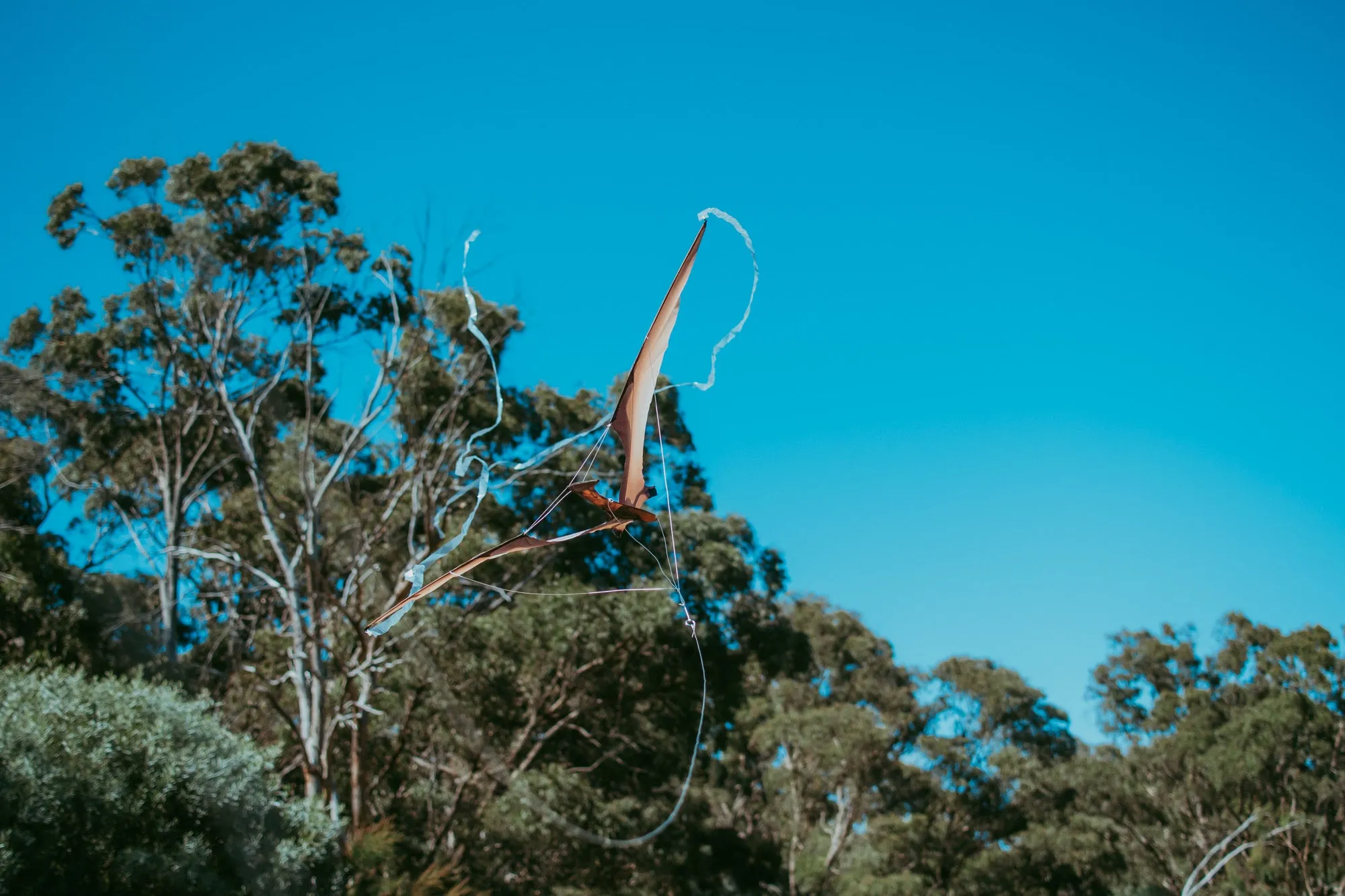 Jurassic Dino Kite Extra Large Pterodactyl 76 x 140cm By Brookite Dinosaur toy Outdoor Play Best Seller 3yrs  (Bulky Item)