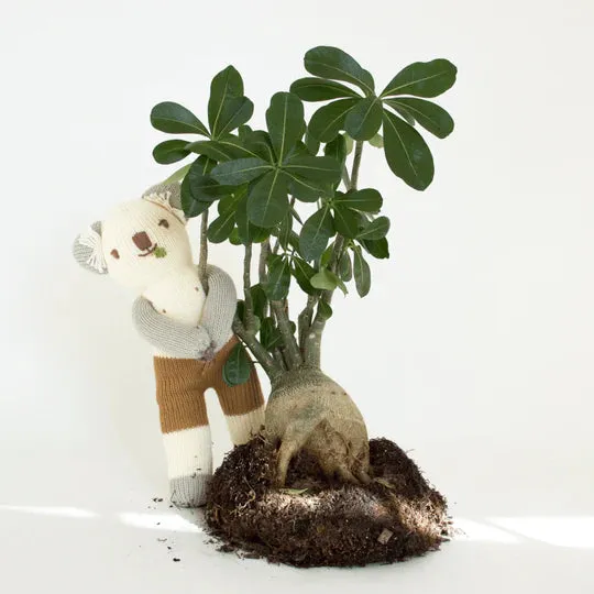 Koa the Koala