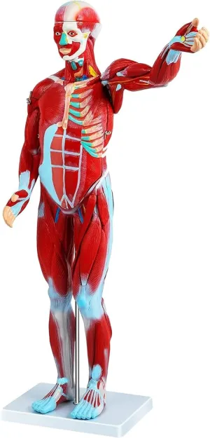 Life Size Human Muscle and Organ stain Model, Muscle Model with Stand, for Medical Student, Lab & Classroom Use Human Body Model 27 Parts Muscular Anatomy Model, Half 