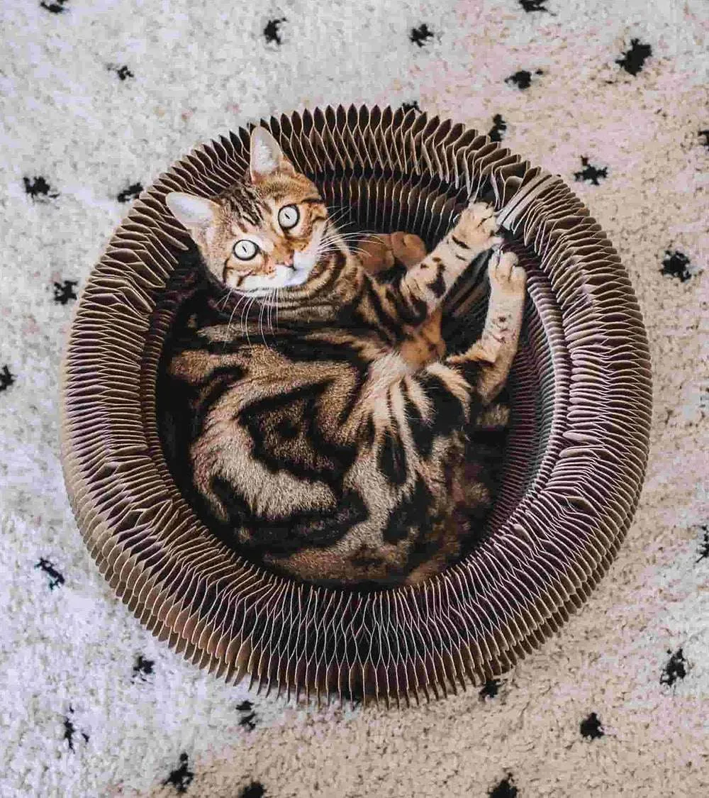MAZE - 3 in 1 Collapsible Cardboard Cat Bed