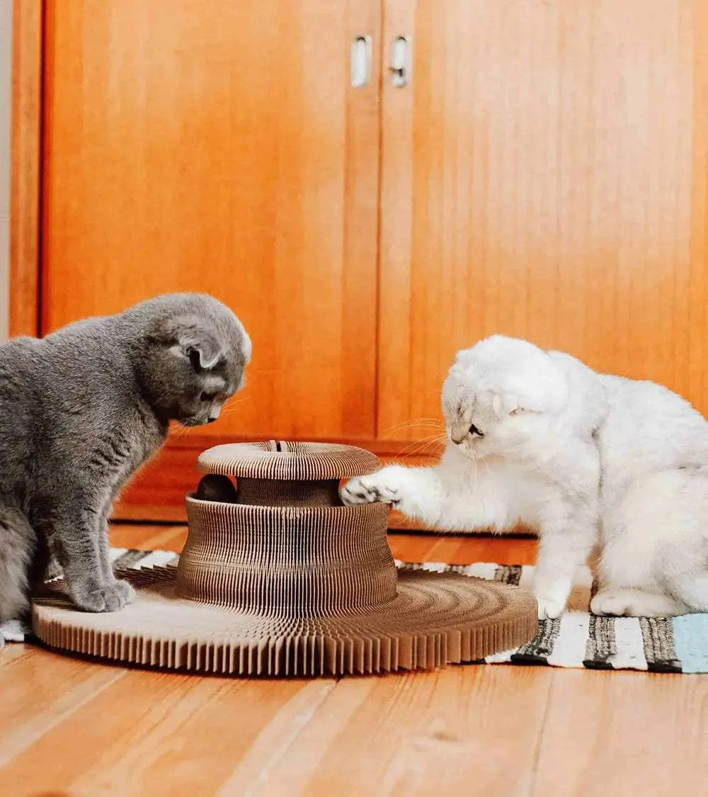MAZE - 3 in 1 Collapsible Cardboard Cat Bed