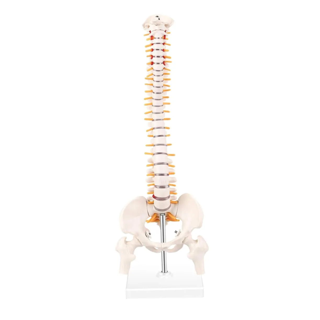 Medical Study and Practice Detailed Spine Model for Chiropractors and Students Mobestech 1pc Spine Anatomy Model saturn quench special crust Educational Column for 