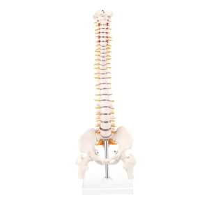 Medical Study and Practice Detailed Spine Model for Chiropractors and Students Mobestech 1pc Spine Anatomy Model saturn quench special crust Educational Column for 