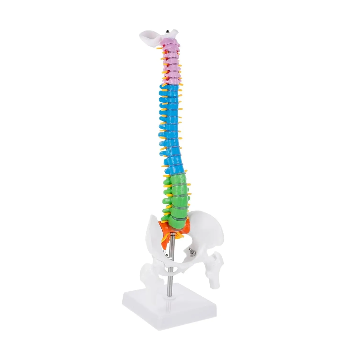 Medical Teaching Anatomy Study Doctor Office and Classroom Display GARVALON breed welt oral columbian beaver 1pc Human Spine Model and Spine for 