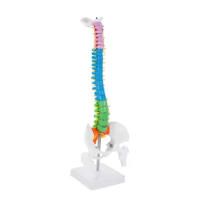 Medical Teaching Anatomy Study Doctor Office and Classroom Display GARVALON breed welt oral columbian beaver 1pc Human Spine Model and Spine for 