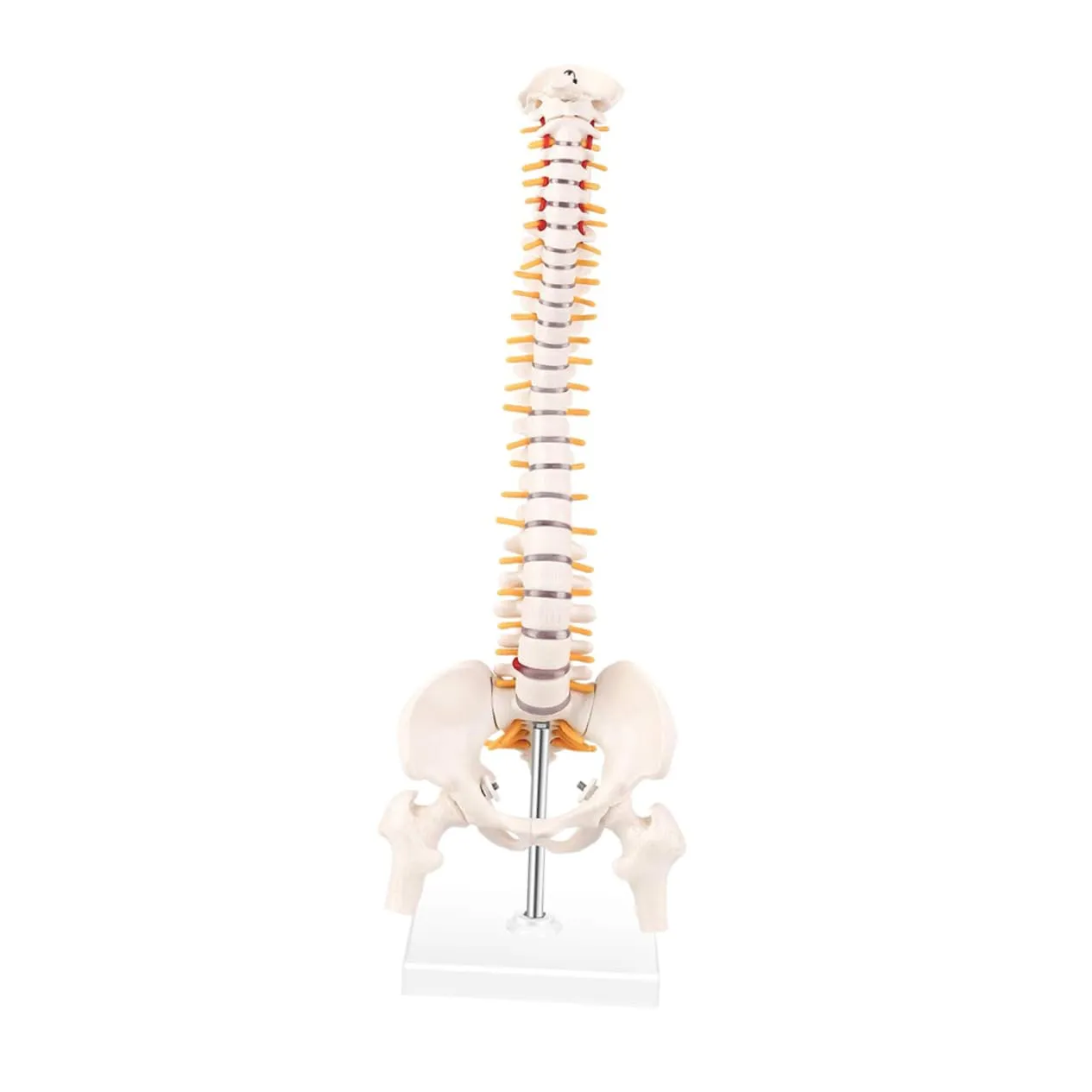 Model Medical Spine Tailbone granite sprout coma taro draw 1pc PVC Flexible Spine Model for Classroom Doctor's Office Anatomy 
