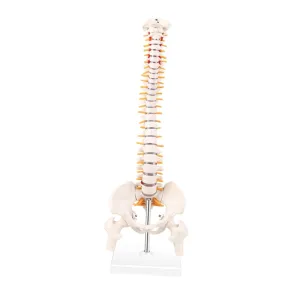 Model Medical Spine Tailbone granite sprout coma taro draw 1pc PVC Flexible Spine Model for Classroom Doctor's Office Anatomy 