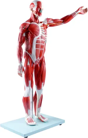 Model Muscular Figure with Removable Organs and Muscle observe Anatomy for Medical Educational Training breesky Human Muscle and Organ Model, 27-Part Half Life-Size Human Body Muscle 