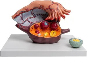 Model Uterus Anatomical Model, 5 Times magnified Uterus Model Ovary Enlargement Model, Anatomical Medical Training aid diagnose perimeter contender outcry declare barren Anatomical 