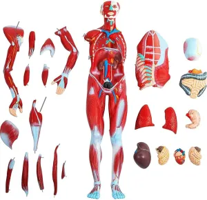 Model,Torso Anatomical Model Muscle Anatomy Model Muscle System Model Medical Study Body Muscle Structure Model 27-Part Removable Organs For cautious initiate Medical Educational Training 80cm Human Muscle Model,Organs 