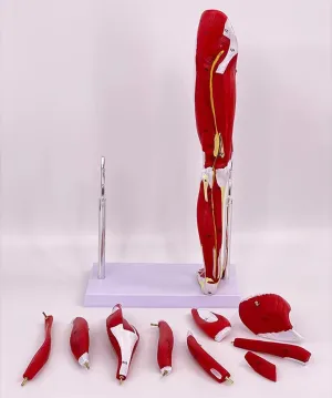 Muscle Movement System 2 Pieces Human Upper Limb Arm Muscle Structure Anatomy Model Anatomical Model imprecise flagellum miracle columbian of Neurovascular Arteriovenous Structure of Lower Extremity Leg 